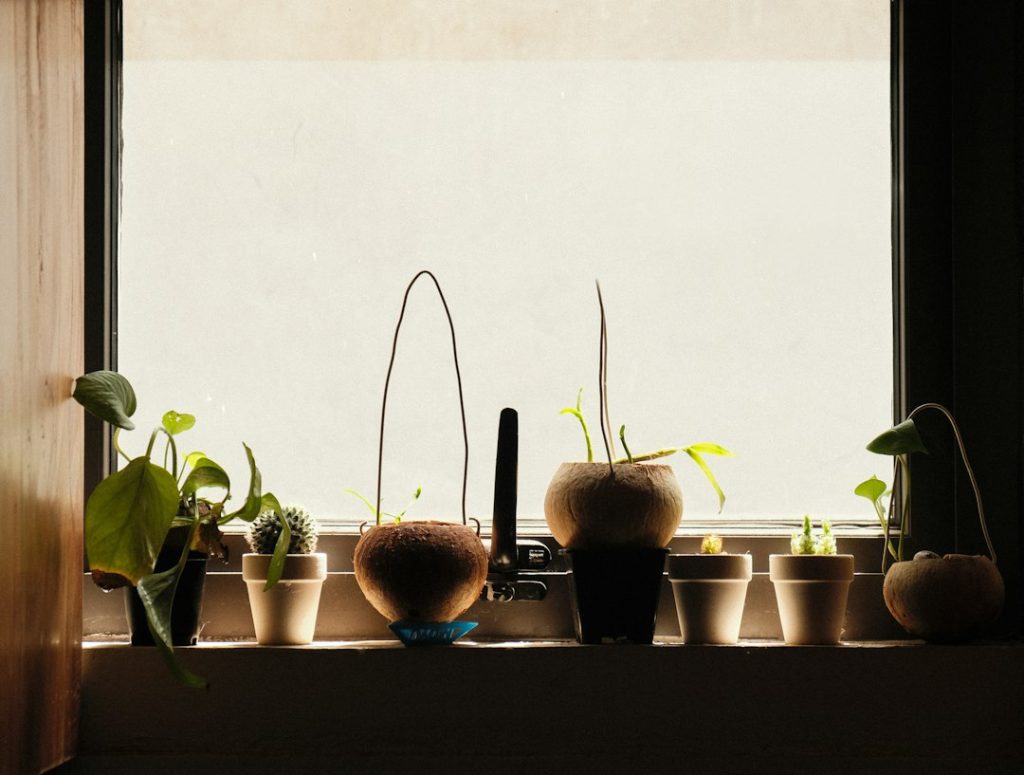 Photo herb window lighting