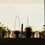 Photo herb window lighting