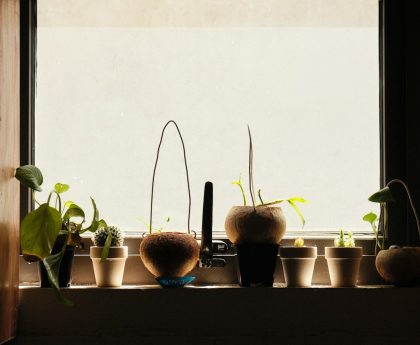 Photo herb window lighting