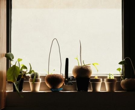 Photo herb window lighting