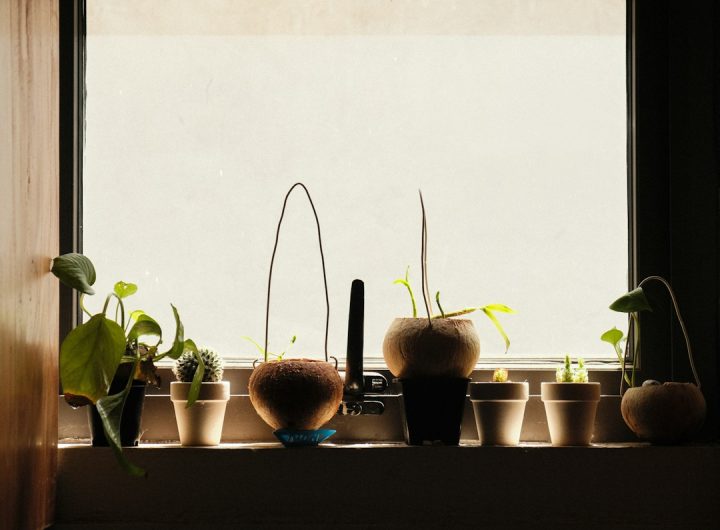 Photo herb window lighting